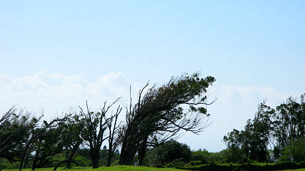 Wind Blown Trees in Most Southern Part of United States Trees permanently shaped in the direction the wind has been blowing them at South Point, the most southern USA point, located on the Big Island of Hawaii. misshaped stock pictures, royalty-free photos & images
