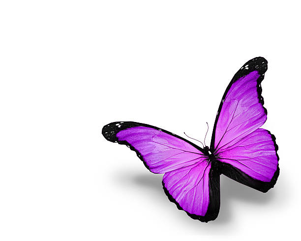 istock Violet butterfly, isolated on white background 530867467