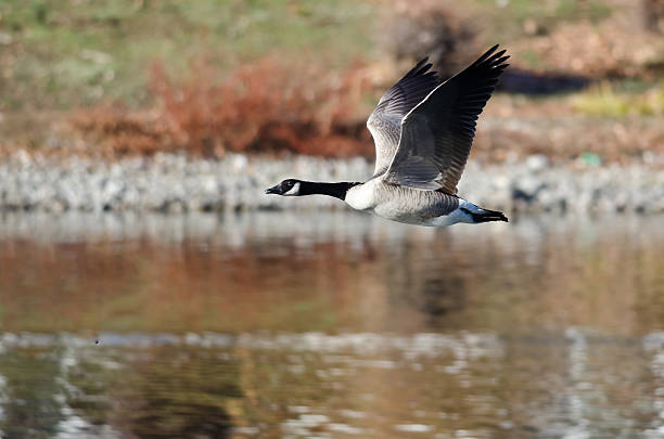 istock Canada Goose Flying Over the Lake 530867737