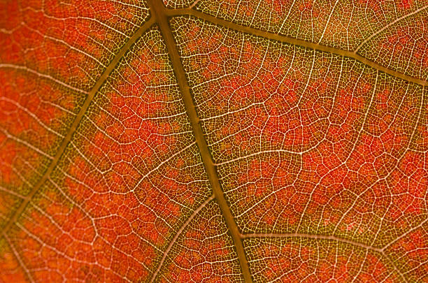 istock Nature Abstract - Cells and Veins of a Dying Leaf 530870371