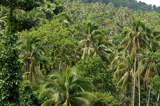 istock Palm forest, Camiguin island Philippines 530871603