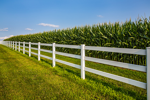 Lush green cornfield with white rail fence leading line against blue sky.