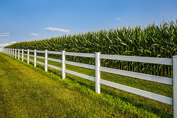 пышные cornfield с белыми забор и синее небо. - fence line стоковые фото и изображения