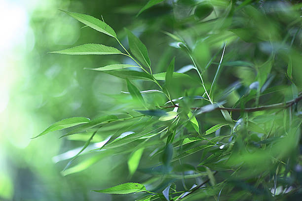 istock green young leaves background branch leaves 530872551