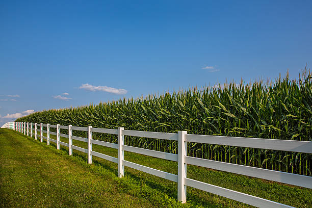 branco vedação com fantástica cornfield e céu azul - picket line fotos imagens e fotografias de stock
