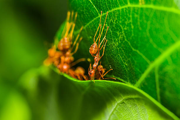 Red Ants. stock photo