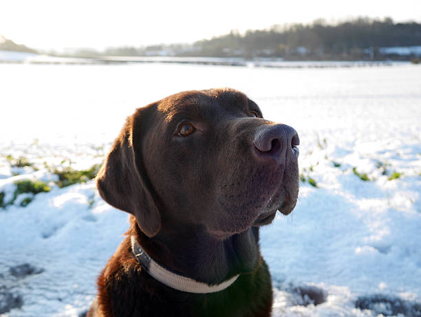 istock Chocolate Labrador in a snowy Field 530873291