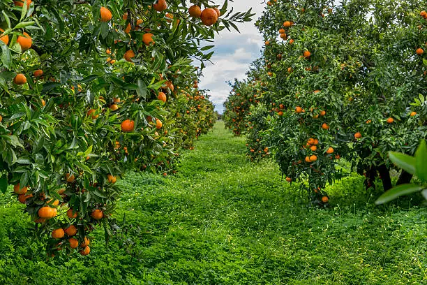 Photo of Oranges field