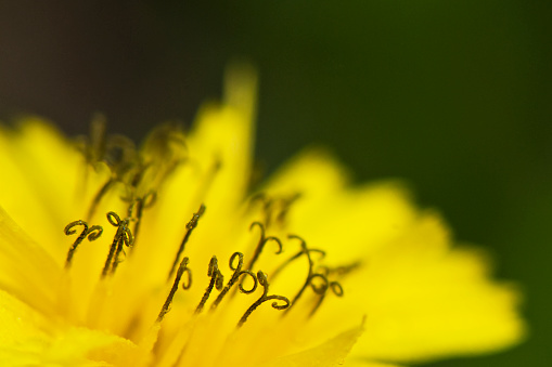 A macro shot of a vibrant buttercup flower on green background