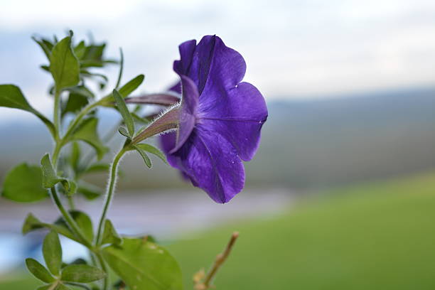 istock Purple flower in foreground. 530873429