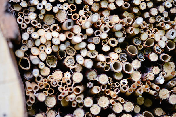 istock close bee nest in hotel insect shelter 530873763