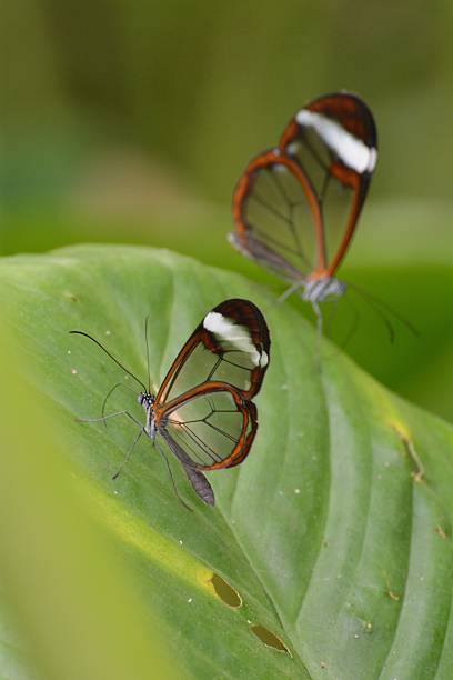 istock Glass Butterlflies 530873971