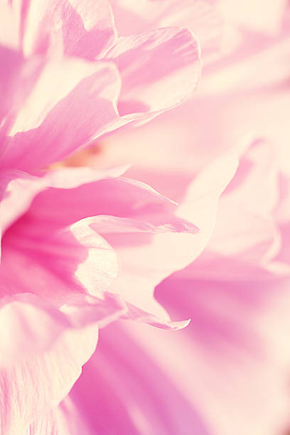 istock pink flower petals macro 530874075