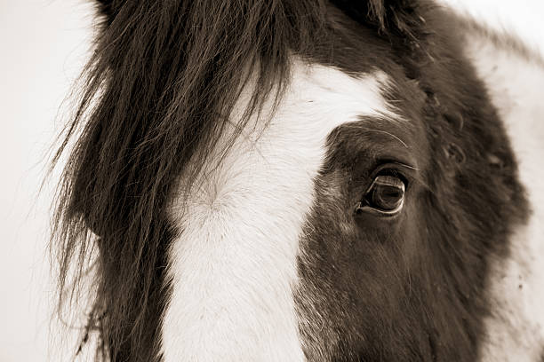 istock horse detail 530874637