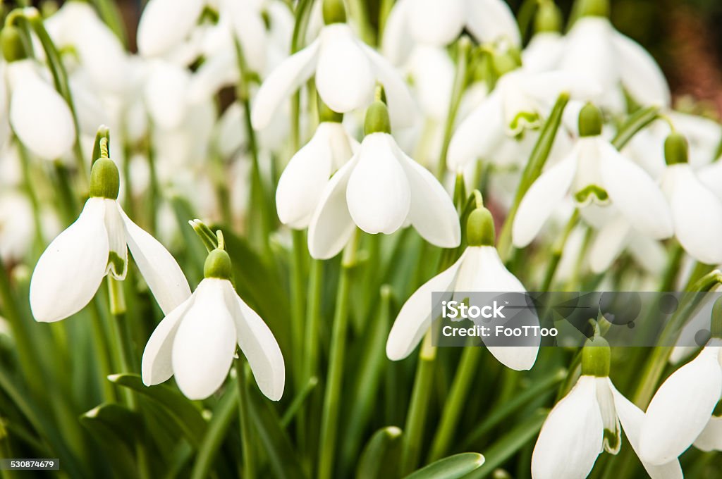 snowdrops - Galanthus close-up of beautiful snowdrops - Galanthus Beauty In Nature Stock Photo