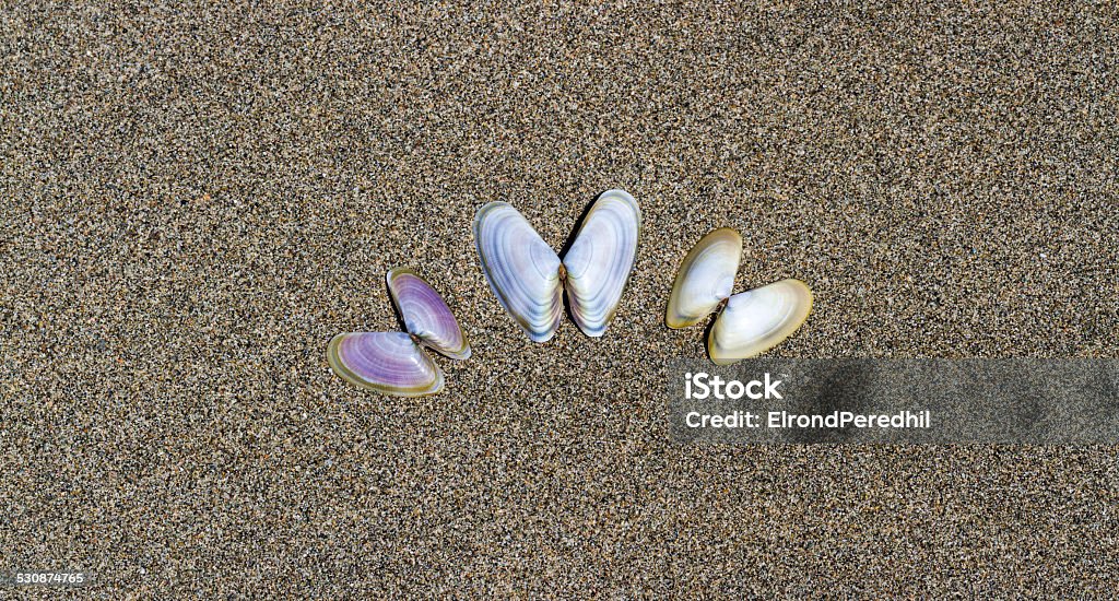 Sea shells on sand Animal Shell Stock Photo