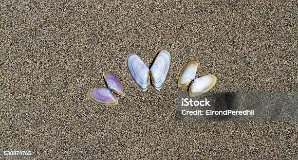 Sea Shells On Sand Stock Photo - Download Image Now - Animal Shell, Backgrounds, Beach
