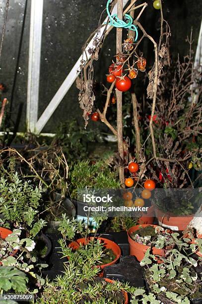 Plump Baby Tomatoes Growing In Abandoned Domestic Greenhouse Stock Photo - Download Image Now