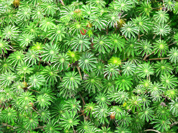 Full frame image of leaves on a cecropia tree taken in Hawaii from above the trees. It is an overhead shot of just the treetops. 