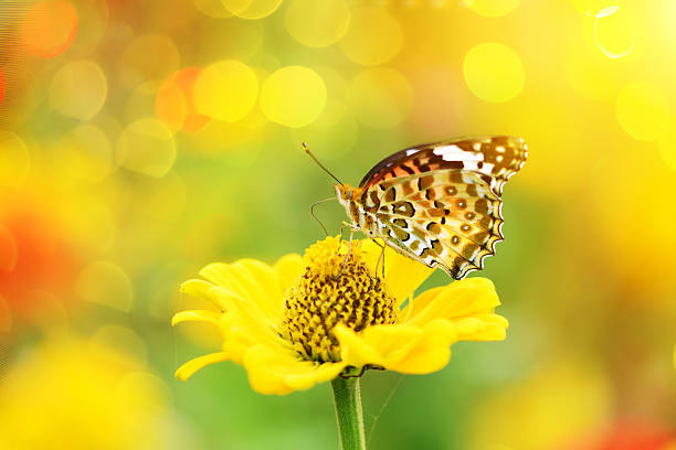istock butterfly fly in morning nature 530875175