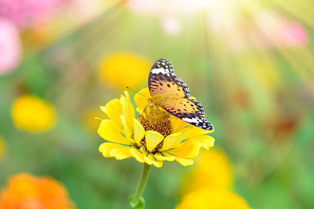 istock butterfly fly in morning nature 530875221