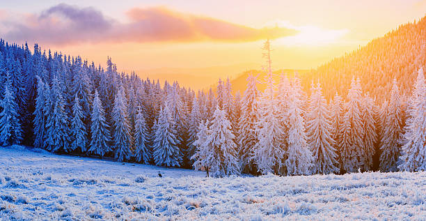 istock winter landscape trees in frost 530875359