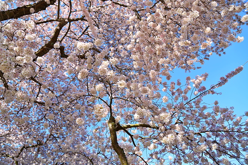 Beautiful cherry tree in full bloom