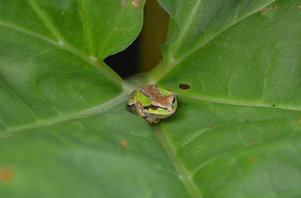 istock Green and Brown Frog on Rhubarb Leaf 530876845