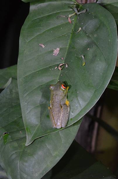 istock Green and Yellow Tree Frog 530876863