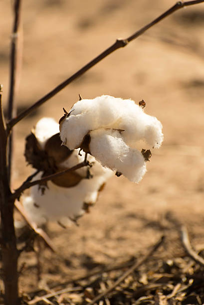 istock natural cotton bolls ready for harvesting 530876981