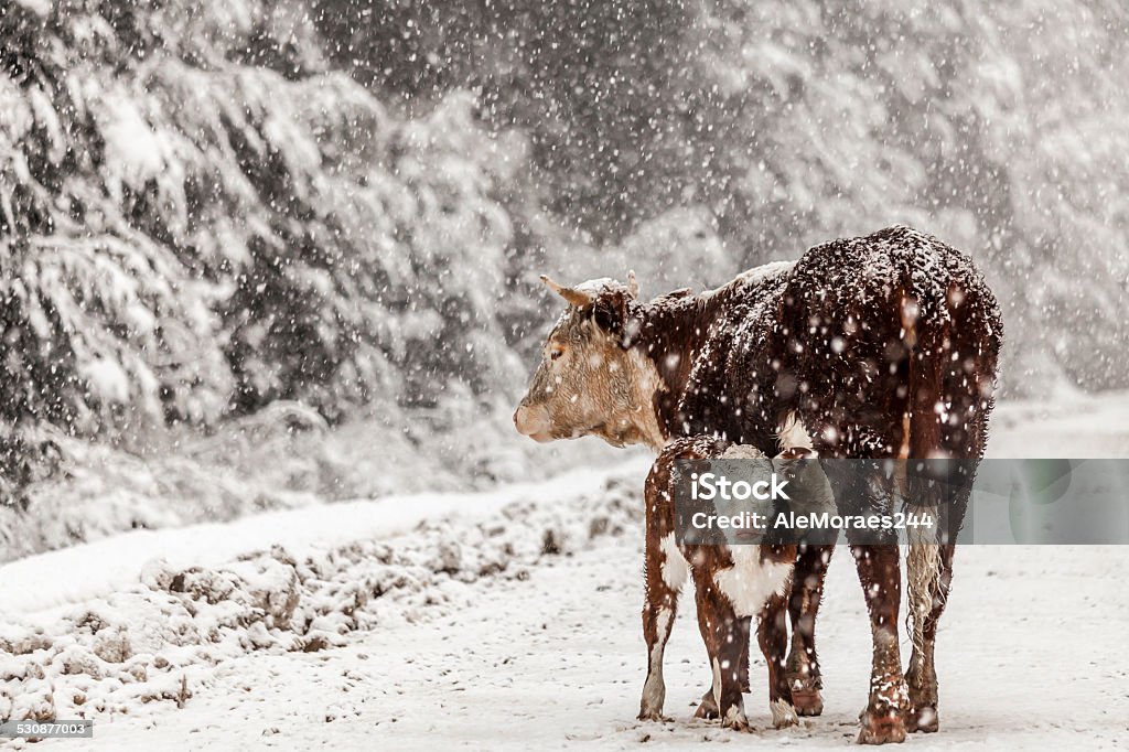 Cow and her baby in the snow. Cow and her baby in the snow in San Martín de Los Andes/Argentina. Domestic Cattle Stock Photo