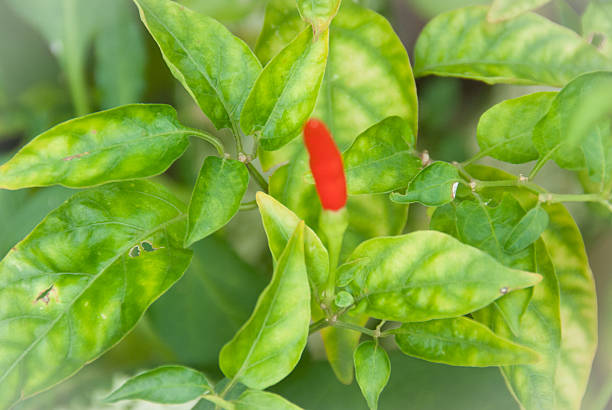 istock red hot chilli growing in the garden 530877091