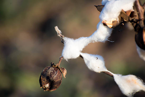istock natural cotton bolls ready for harvesting 530877207