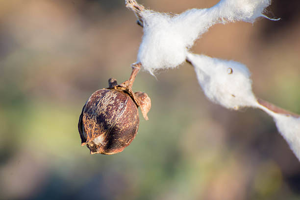istock natural cotton bolls ready for harvesting 530877209