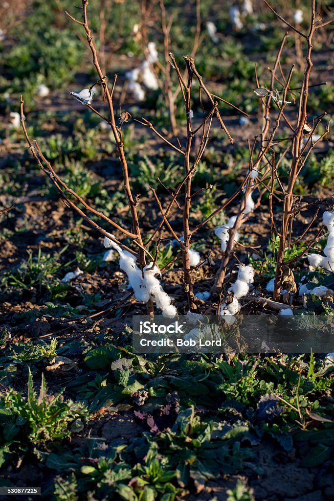natural cotton bolls ready for harvesting natural cotton bolls in the field ready for harvesting Agricultural Field Stock Photo