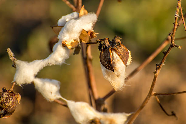 istock natural cotton bolls ready for harvesting 530877241
