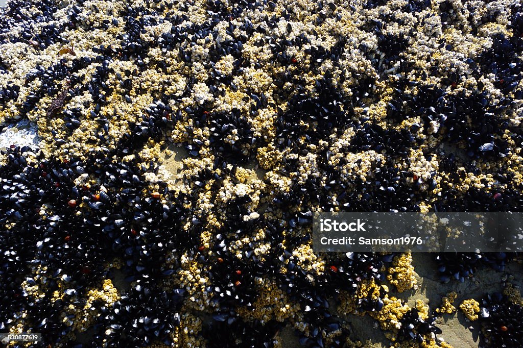 Olympic Barnacles Northwest Washington's Olympic Coast. Barnacle Stock Photo