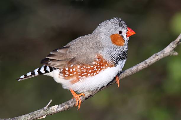 istock Zebra Finch Male 530883685