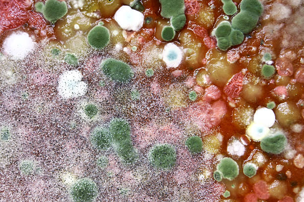istock white and green hairy mold on food 530884415