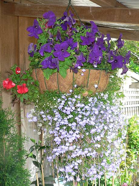 istock Hanging basket of 3 flowers. 530884785