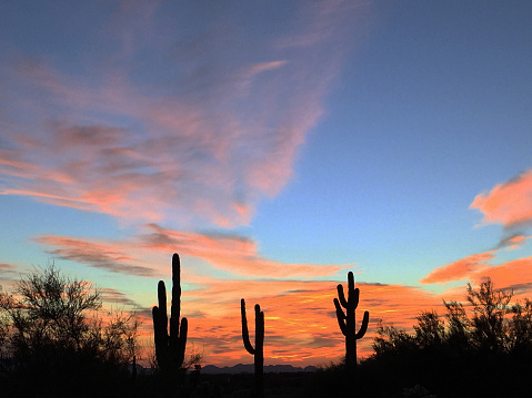 A trio of saguaro cactus with a beautiful sunset in December in the Arizona desert.