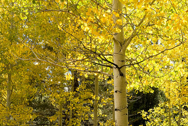 istock aspen tree with golden leaves 530885683