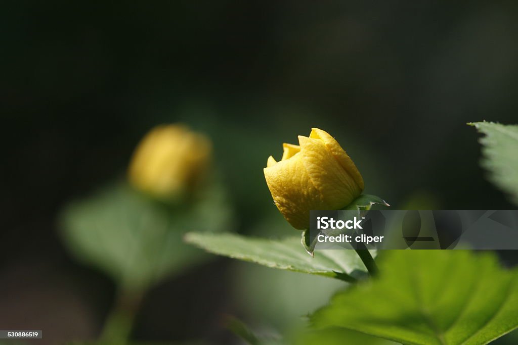 Kerria Kerria bud Beauty In Nature Stock Photo