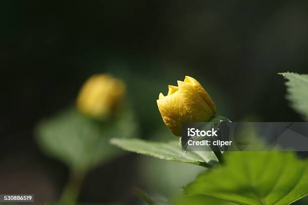 Kerria Stock Photo - Download Image Now - Beauty In Nature, Blossom, Branch - Plant Part