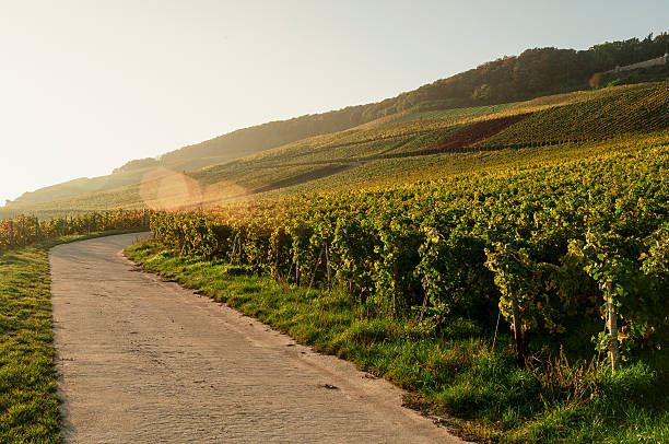 color de otoño en alemania vineyard al atardecer - rheingau fotografías e imágenes de stock