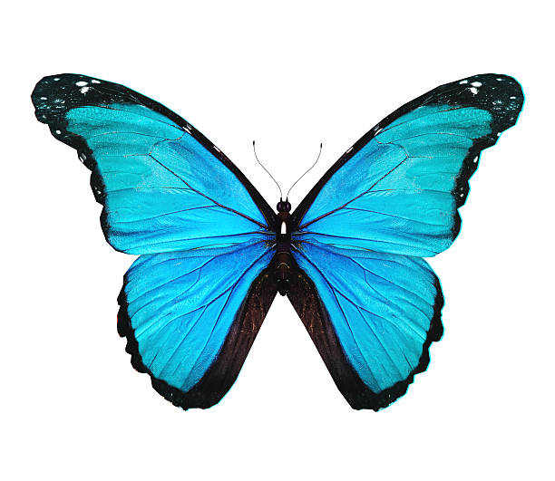istock Morpho turquoise butterfly , isolated on white 530887153