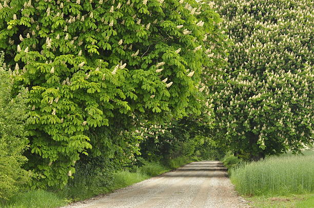 desabrochando castanha árvores ao longo da estrada de cascalho. - baccalaureate imagens e fotografias de stock