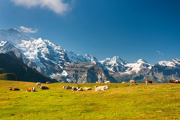 istock Jungfrau and Cows, Swiss Alps 530887615