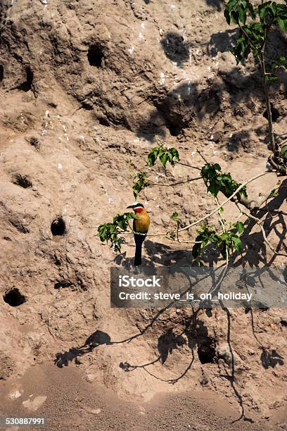 Whitefronted Beeeater Stock Photo - Download Image Now - Bee-Eater, Dirt, 2014
