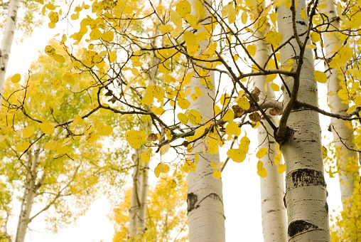 Aspen trees during September with golden leaves, near Flagstaff, Arizona